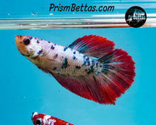 Load image into Gallery viewer, Marble Halfmoon Female