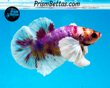 Load image into Gallery viewer, Rainbow Dumbo Halfmoon Plakat Male