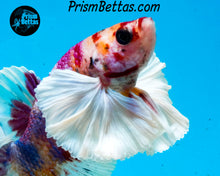 Load image into Gallery viewer, Rainbow Dumbo Halfmoon Plakat Male