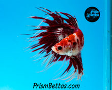 Load image into Gallery viewer, Koi Crowntail Male