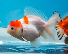 Load image into Gallery viewer, Orange and White Godzilla Shogun Oranda (4 inches) Imported from Thailand