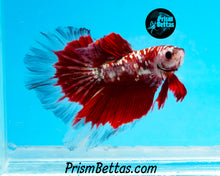 Load image into Gallery viewer, Red Copper Galaxy Butterfly Halfmoon Male