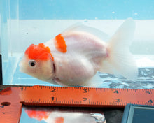 Load image into Gallery viewer, Orange and White Godzilla Shogun Oranda (4 inches) Imported from Thailand
