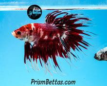 Load image into Gallery viewer, Koi Crowntail Male