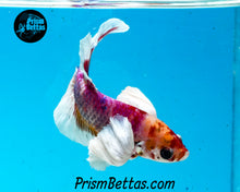 Load image into Gallery viewer, Rainbow Dumbo Halfmoon Plakat Male