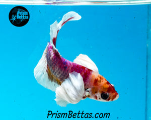Rainbow Dumbo Halfmoon Plakat Male