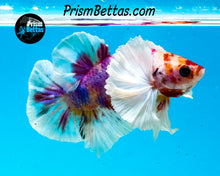 Load image into Gallery viewer, Rainbow Dumbo Halfmoon Plakat Male