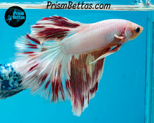 Load image into Gallery viewer, Marble Halfmoon Male