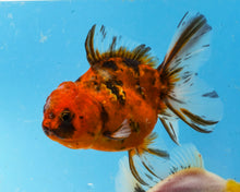 Load image into Gallery viewer, Calico Godzilla Shogun Oranda (3.5 inches) Imported from Thailand