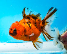 Load image into Gallery viewer, Calico Godzilla Shogun Oranda (3.5 inches) Imported from Thailand