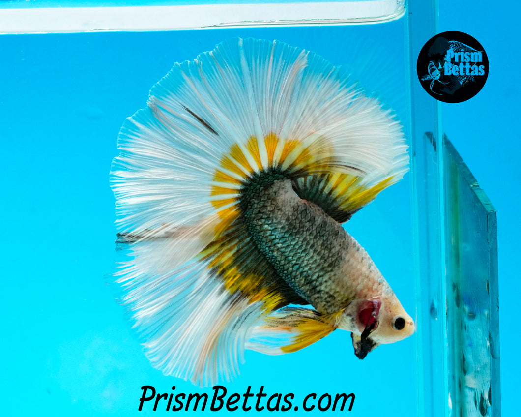 Copper Grizzle Butterfly Halfmoon Male