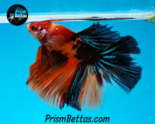 Load image into Gallery viewer, Candy Koi Halfmoon Male