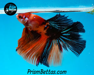 Candy Koi Halfmoon Male