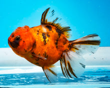 Load image into Gallery viewer, Calico Godzilla Shogun Oranda (3.5 inches) Imported from Thailand