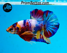 Load image into Gallery viewer, Rainbow Marble Halfmoon Plakat Male