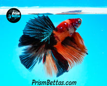 Load image into Gallery viewer, Candy Koi Halfmoon Male