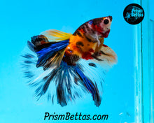Load image into Gallery viewer, Candy Koi Halfmoon Male