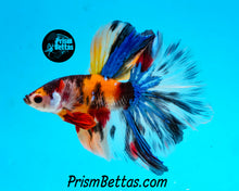 Load image into Gallery viewer, Candy Koi Halfmoon Male