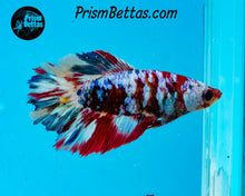 Load image into Gallery viewer, Candy Koi Halfmoon Female