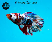 Load image into Gallery viewer, Candy Koi Halfmoon Female
