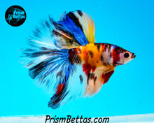 Load image into Gallery viewer, Candy Koi Halfmoon Male
