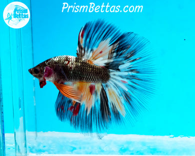 Copper Candy Halfmoon Male