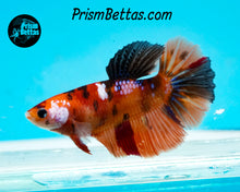 Load image into Gallery viewer, Candy Koi Halfmoon Female