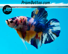 Load image into Gallery viewer, Rainbow Marble Halfmoon Plakat Male