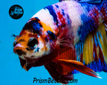 Load image into Gallery viewer, Rainbow Marble Halfmoon Plakat Male