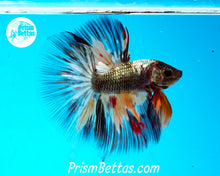 Load image into Gallery viewer, Copper Candy Halfmoon Male
