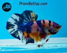 Load image into Gallery viewer, Rainbow Marble Halfmoon Plakat Male