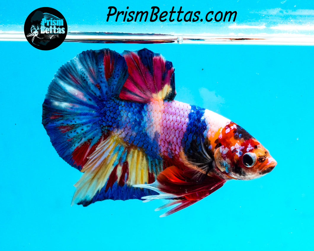 Rainbow Marble Halfmoon Plakat Male