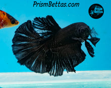 Load image into Gallery viewer, Black Halfmoon Male