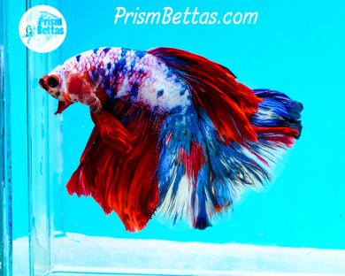 Marble Halfmoon Male