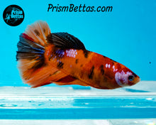 Load image into Gallery viewer, Candy Koi Halfmoon Female