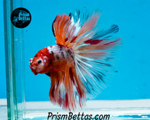 Load image into Gallery viewer, Candy Koi Halfmoon Male