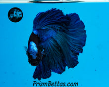 Load image into Gallery viewer, Blacklight Marble Halfmoon Male