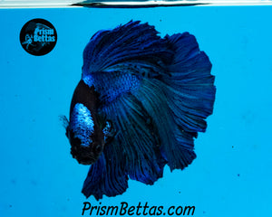 Blacklight Marble Halfmoon Male