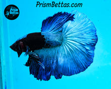 Load image into Gallery viewer, Blacklight Marble Halfmoon Male