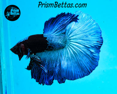Blacklight Marble Halfmoon Male