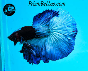 Blacklight Marble Halfmoon Male
