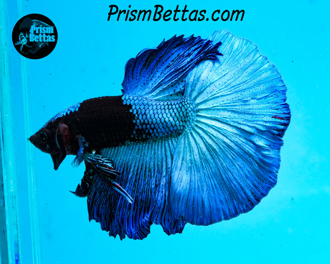 Blacklight Marble Halfmoon Male