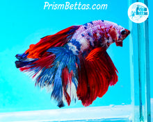 Load image into Gallery viewer, Marble Halfmoon Male
