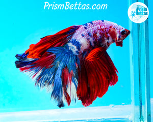 Marble Halfmoon Male
