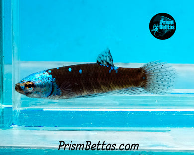 Turquoise Samurai Alien Female