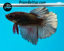 Load image into Gallery viewer, Copper Halfmoon Female