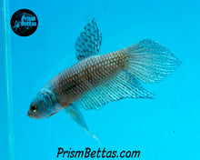 Load image into Gallery viewer, Turquoise Alien Male