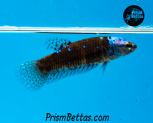 Load image into Gallery viewer, Turquoise Samurai Alien Female