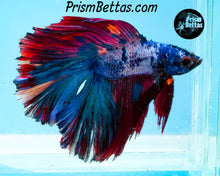 Load image into Gallery viewer, Rainbow Marble Doubletail Halfmoon Male