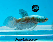 Load image into Gallery viewer, Turquoise Alien Male